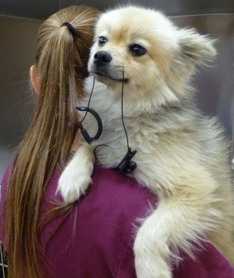 A woman holding a dog on her shoulders