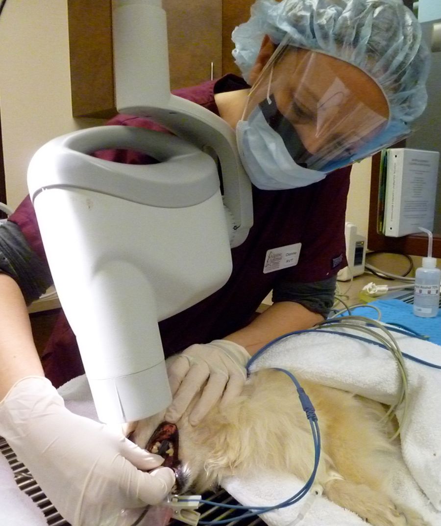 a vet performing dental procedures on a dog