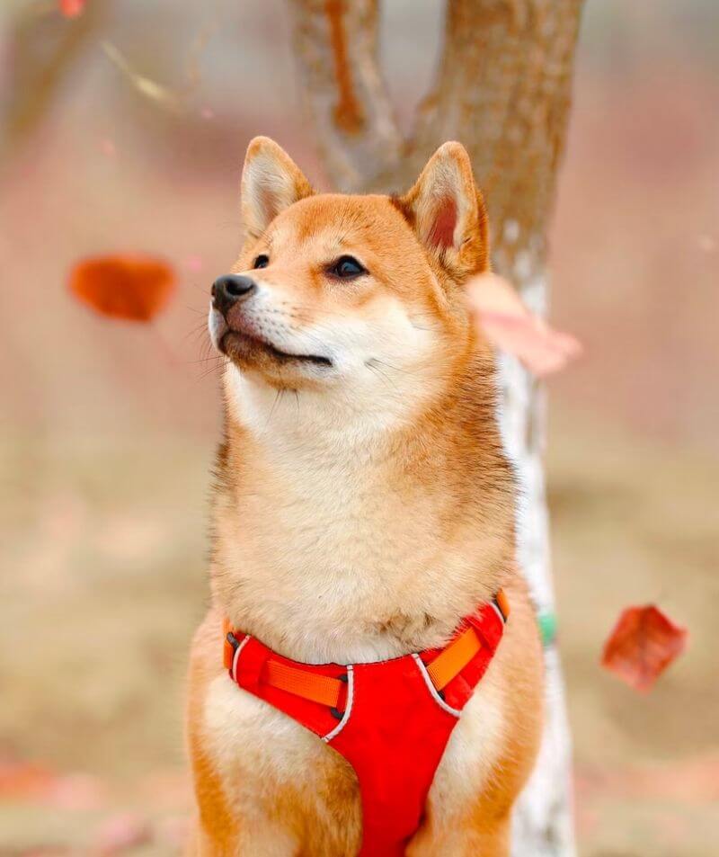 a dog in a red harness sitting outdoors with a serene expression