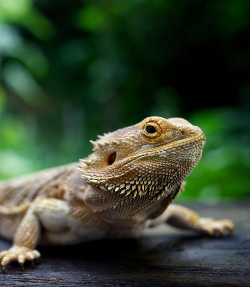 A pogona lizard sitting on a wooden surface
