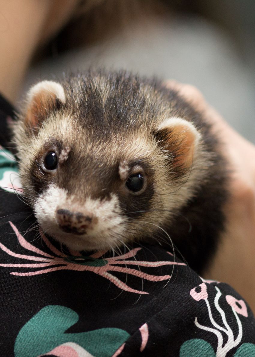 Curious ferret looking at the camera on a woman's shoulder