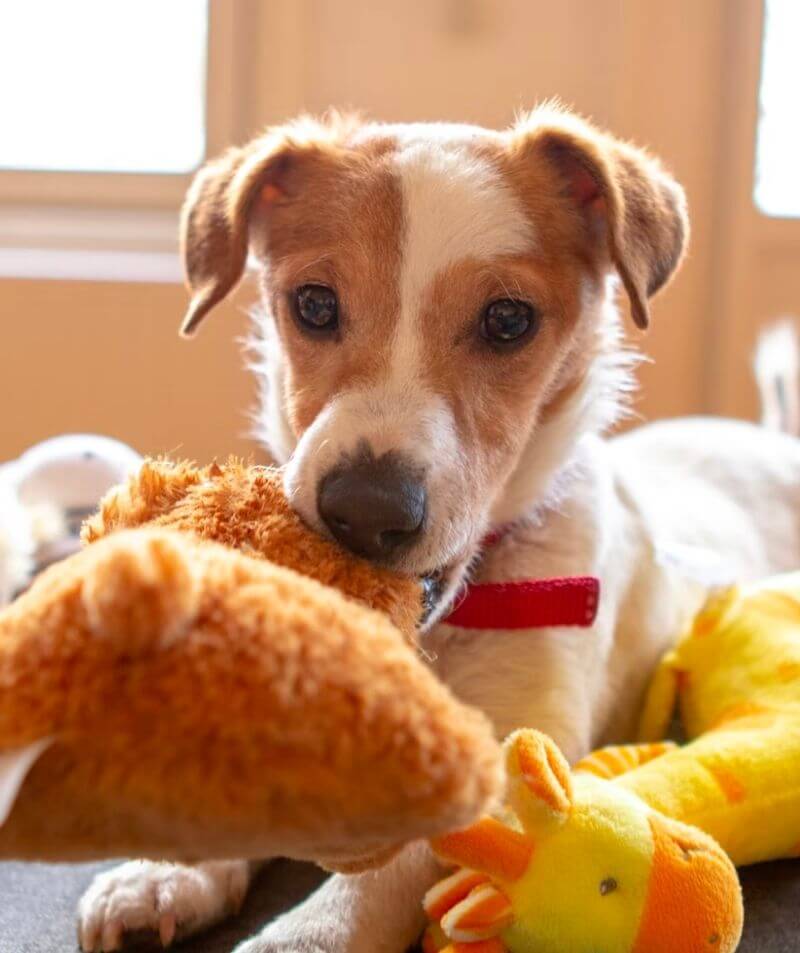 a dog playing with a toy