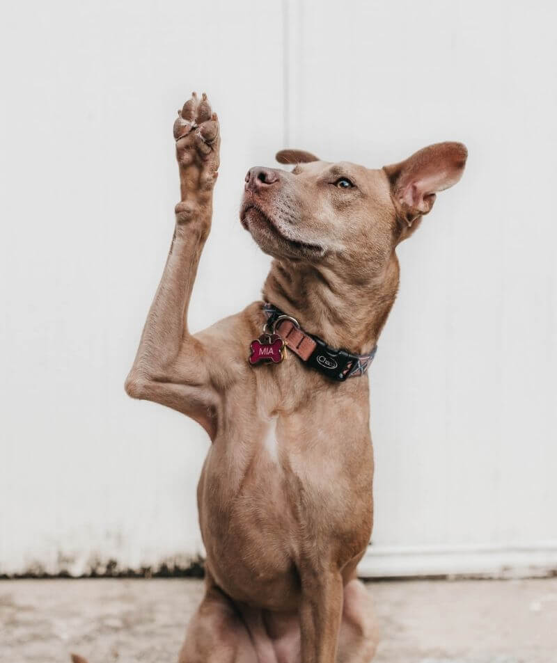 a dog raising its right paw gracefully while looking upwards