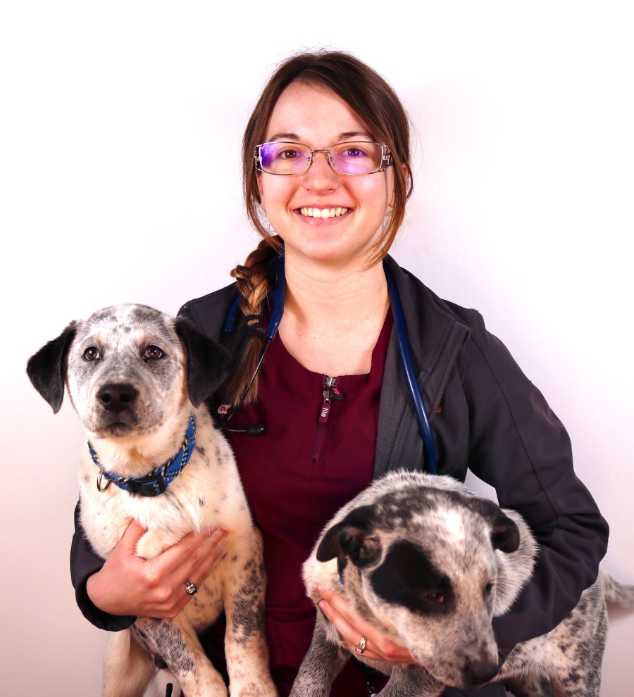 Veterinarian In Helena, MT 59601 | Alpine Animal Clinic