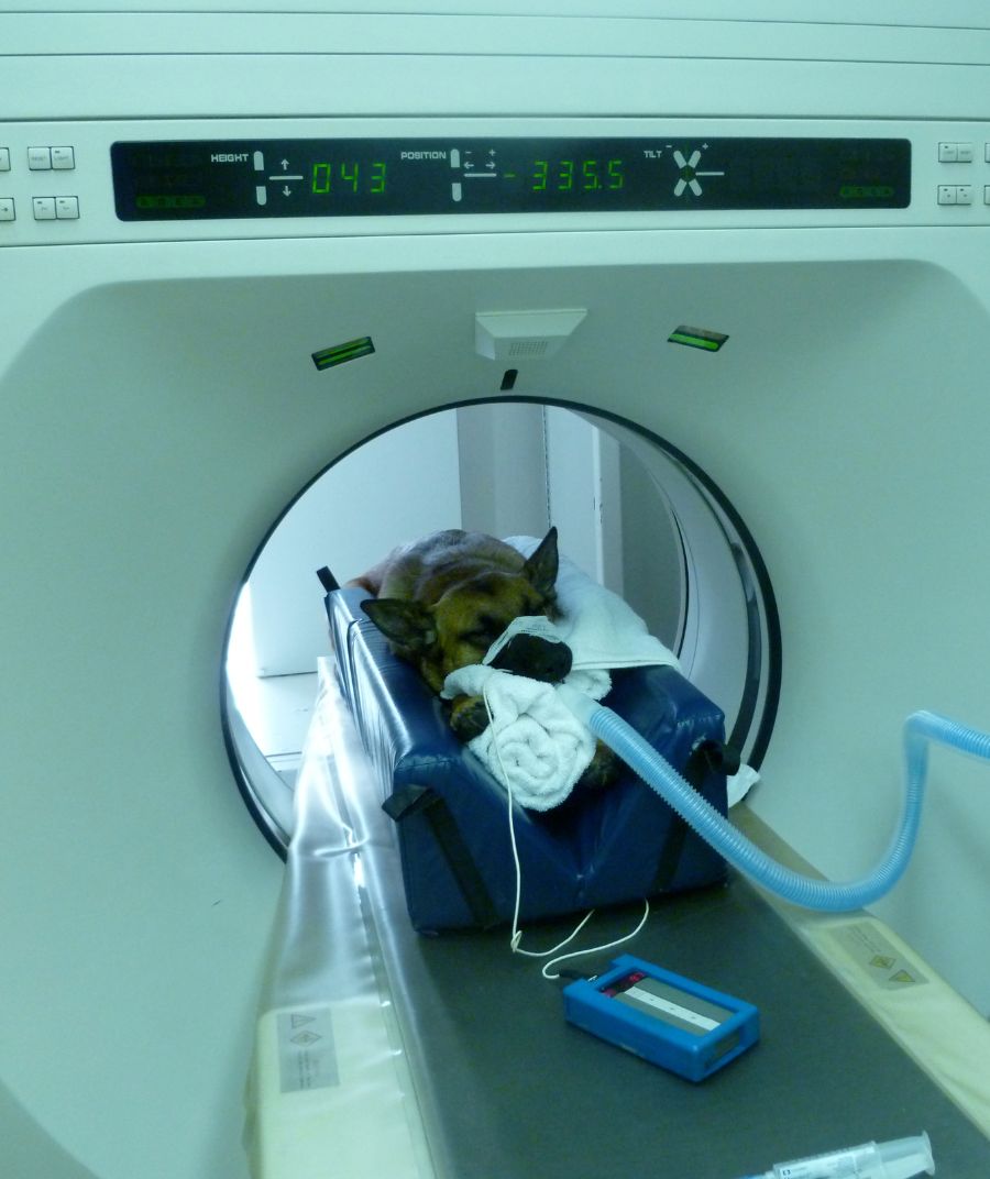a dog in a CT scan machine