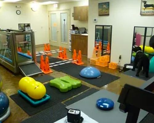 rehabilation room for pets