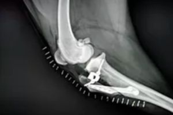 X-ray of a TTA surgery in a dog.