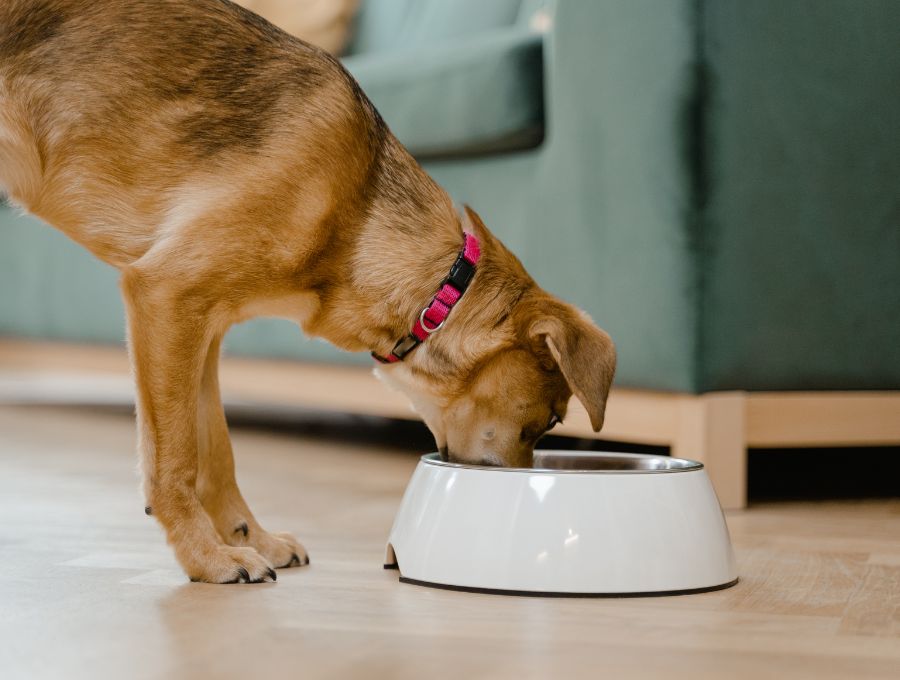a dog eating from the bowl<br />
