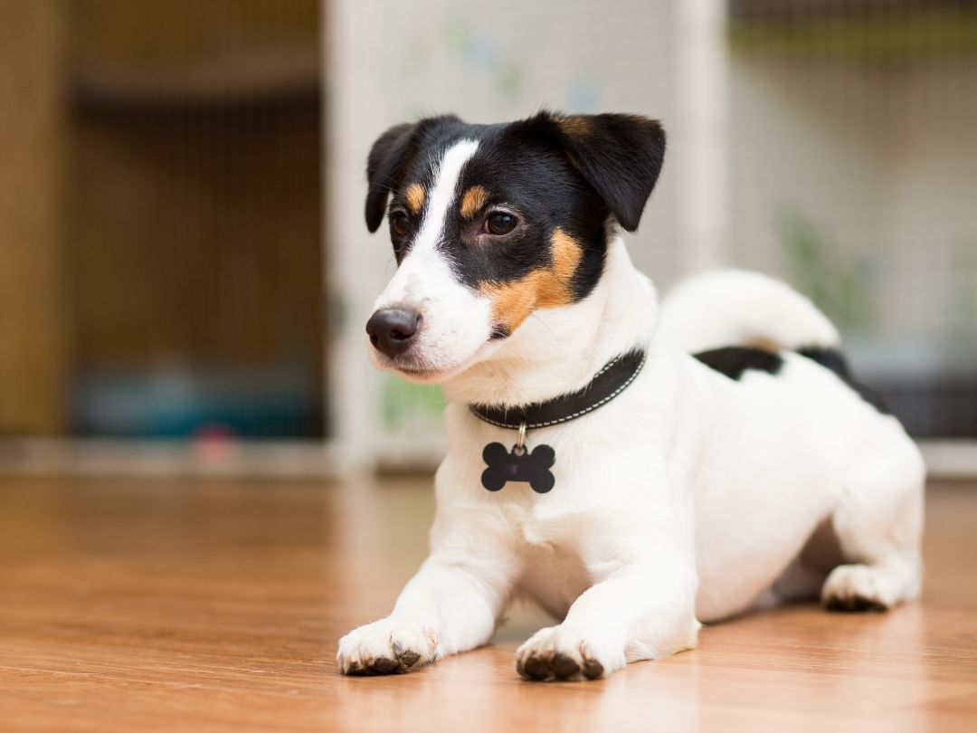 a dog with collar sitting on wooden floor