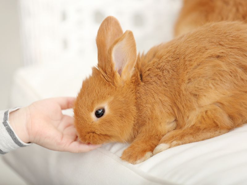 a rabbit eating from the hand of a person