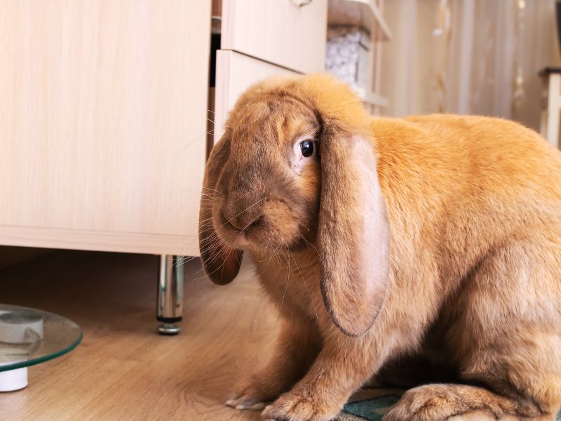 a rabbit sitting on the wooden floor