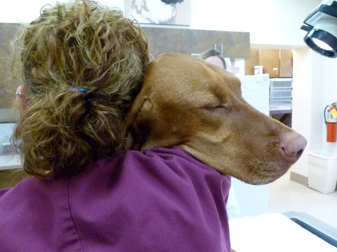 a vet holding a dog on her shoulders
