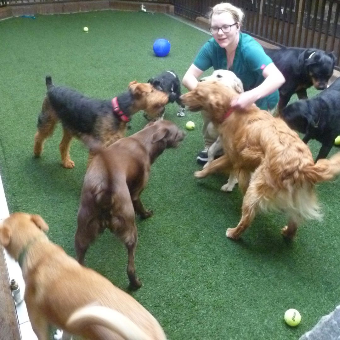 a woman with a group of  dogs