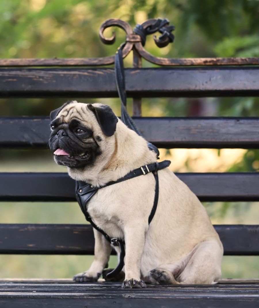 a pug dog sitting on a black park bench