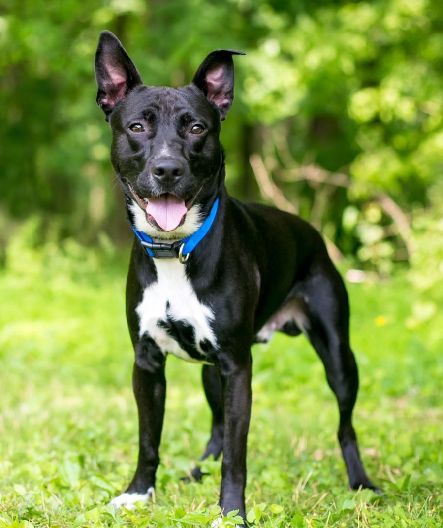 a dog standing in a lush green park