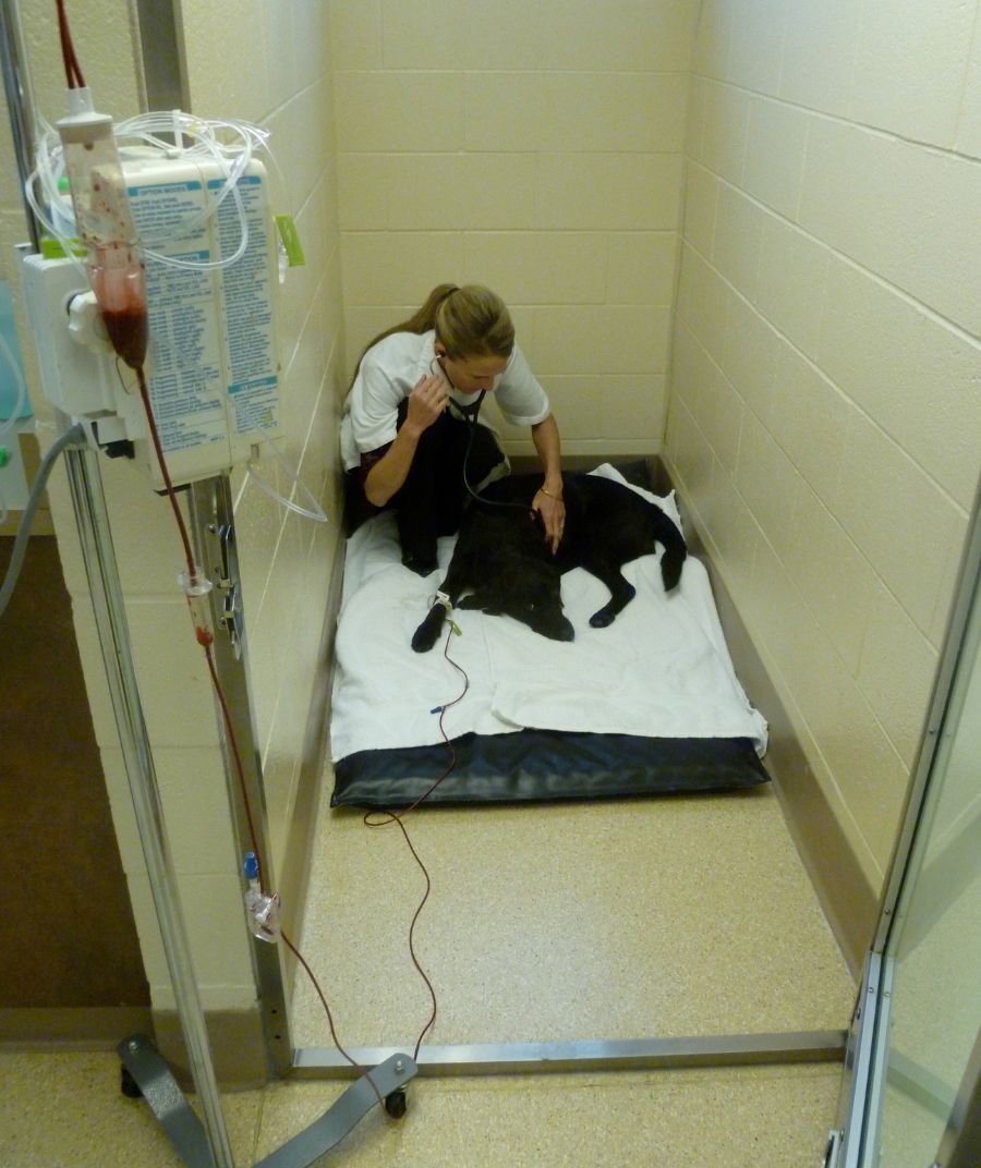 a woman taking care of a black dog