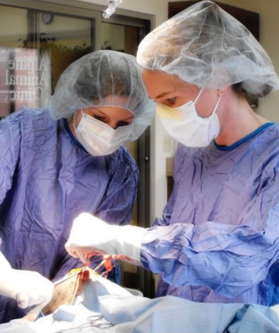 two vets performing surgery