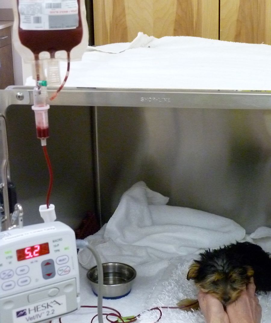 transfusion process being applied on a dog