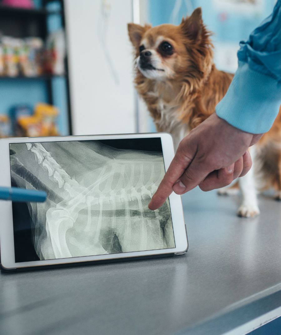 a dog in a CT scan machine