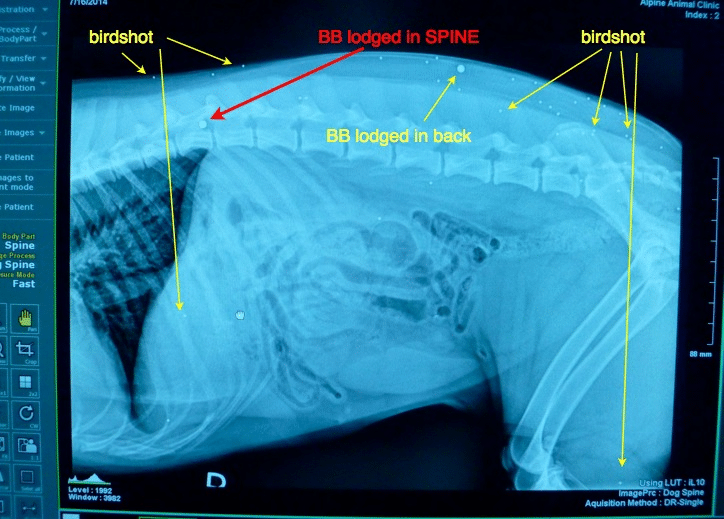 vets performing surgical procedure